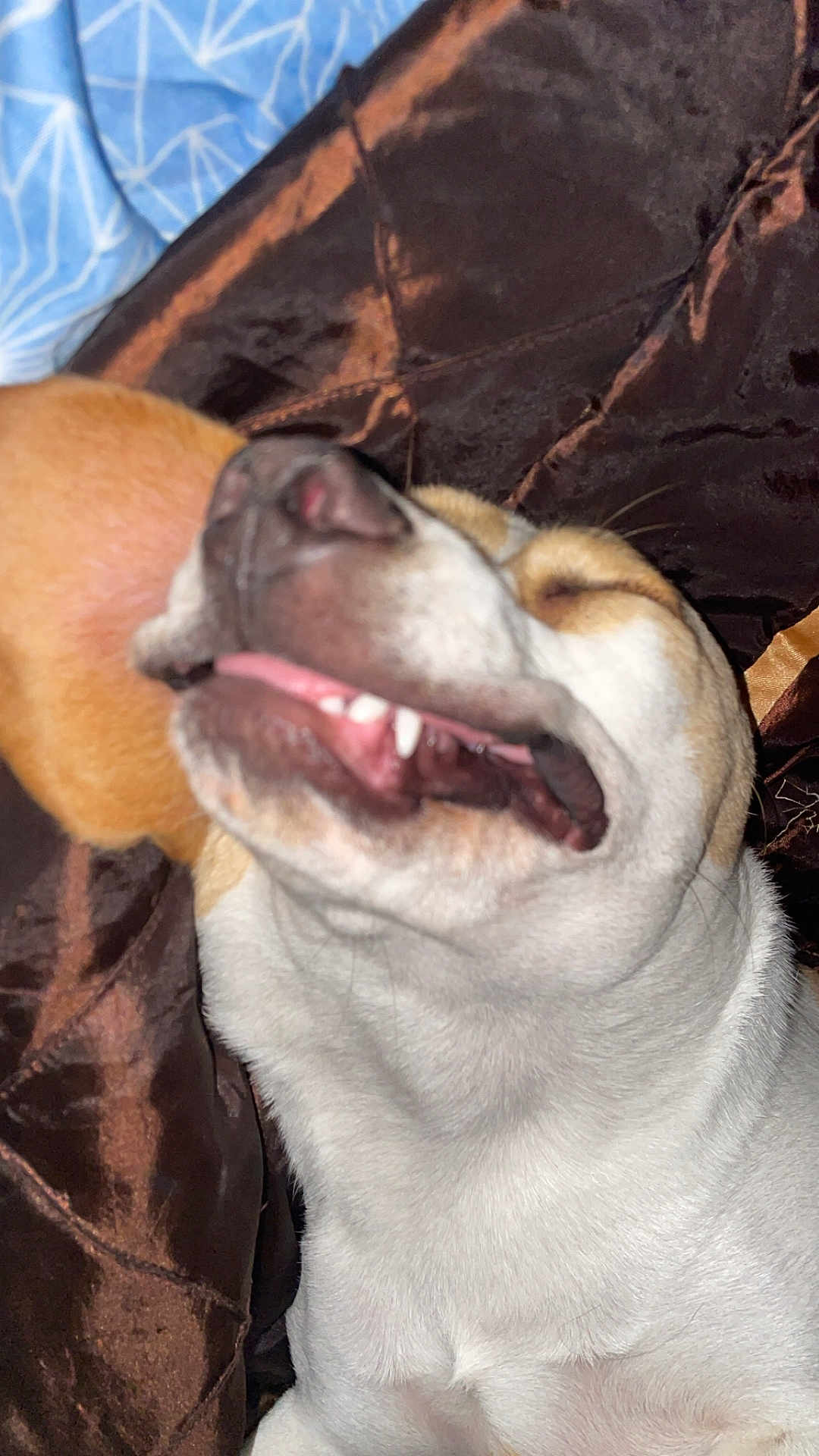 Dougy participe au concours pour gagner de l'argent avec cette photo : dog, pet, close_up, smiling, happy, mouth_open, blanket, brown, white_fur, ears, tongue, sleeping, relaxed, indoor, candid, cute, animal, fur, nostrils, canine