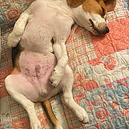 Dougy a rejoint le concours — aidez-le/la à gagner de superbes lots ! dog, beagle, puppy, sleeping, bed, quilt, patchwork, indoor, relaxed, cute, pet, animal, fur, ears, tail, paw, canine, comfort, resting, cozy