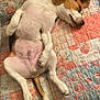 dog, beagle, puppy, sleeping, bed, quilt, patchwork, indoor, relaxed, cute, pet, animal, fur, ears, tail, paw, canine, comfort, resting, cozy