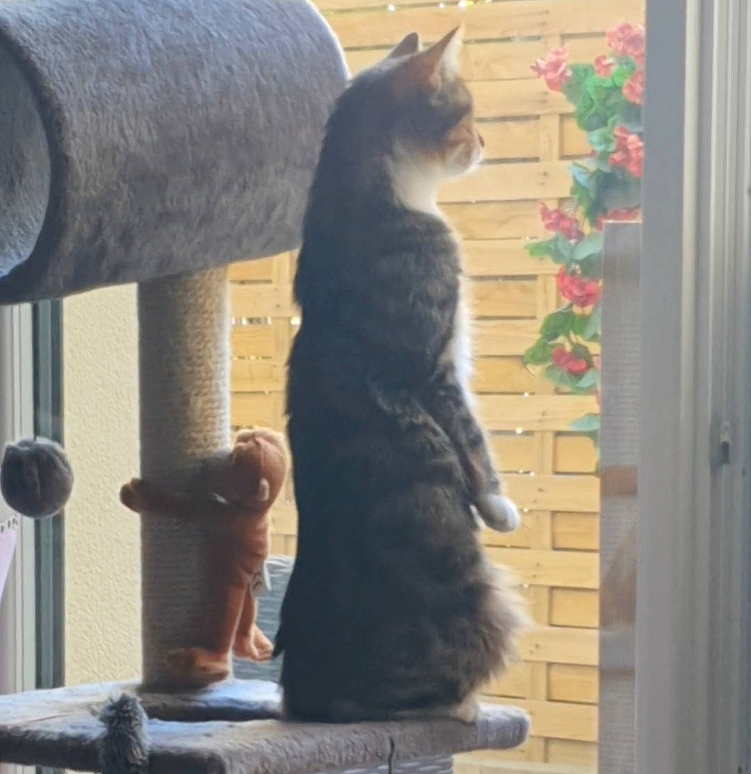 Cheyenne participe au concours pour gagner de l'argent avec cette photo : asian, black_cat, british_shorthair, carnivore, cat, chartreux, domestic_short_haired_cat, european_shorthair, felidae, polydactyl_cat, russian_blue, small_to_medium_sized_cats, tail, whiskers, window