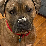 Orezza a rejoint le concours — aidez-le/la à gagner de superbes lots ! animal, brown_dog, canine, close_up, cute, dog, domestic_animal, ears, expression, face, floor, fur, indoor, looking, nose, pet, red_collar, rice, sitting, wooden_floor