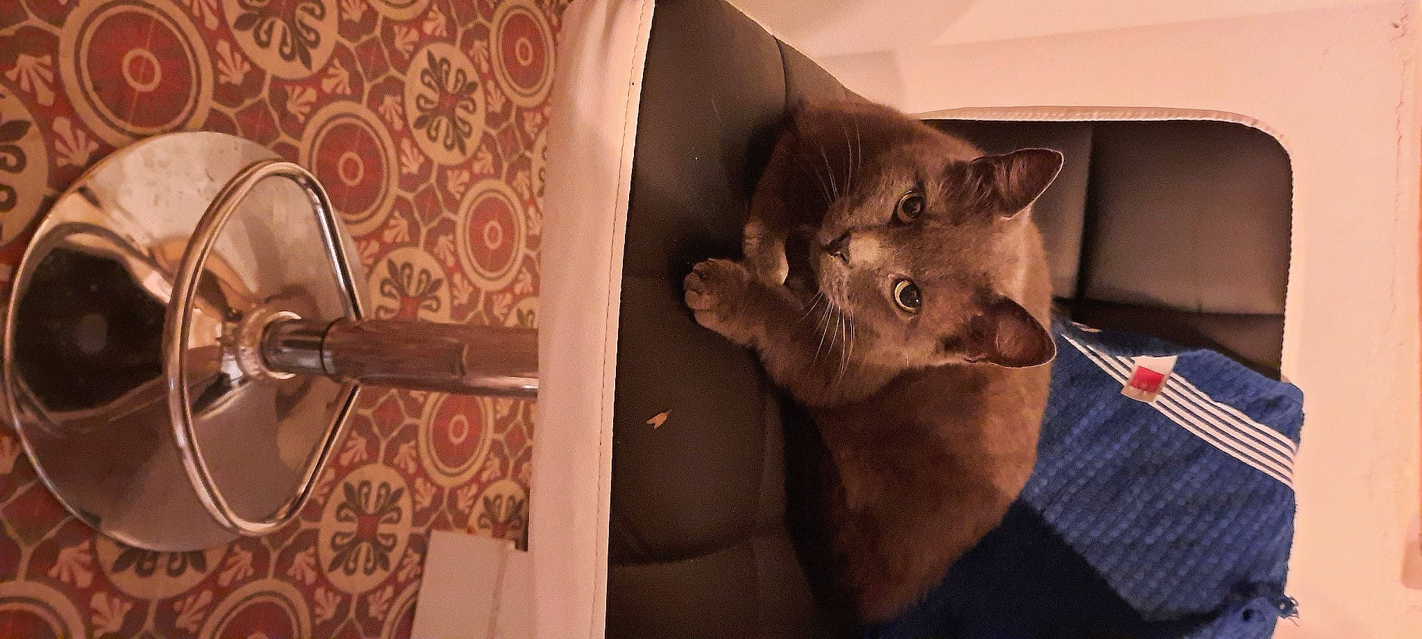 Eliot participe au concours pour gagner de l'argent avec cette photo : bathroom, carnivore, cat, chartreux, comfort, domestic_short_haired_cat, door, fawn, felidae, flag, fur, linens, paw, plumbing_fixture, russian_blue, small_to_medium_sized_cats, snout, tail, tonkinese, whiskers