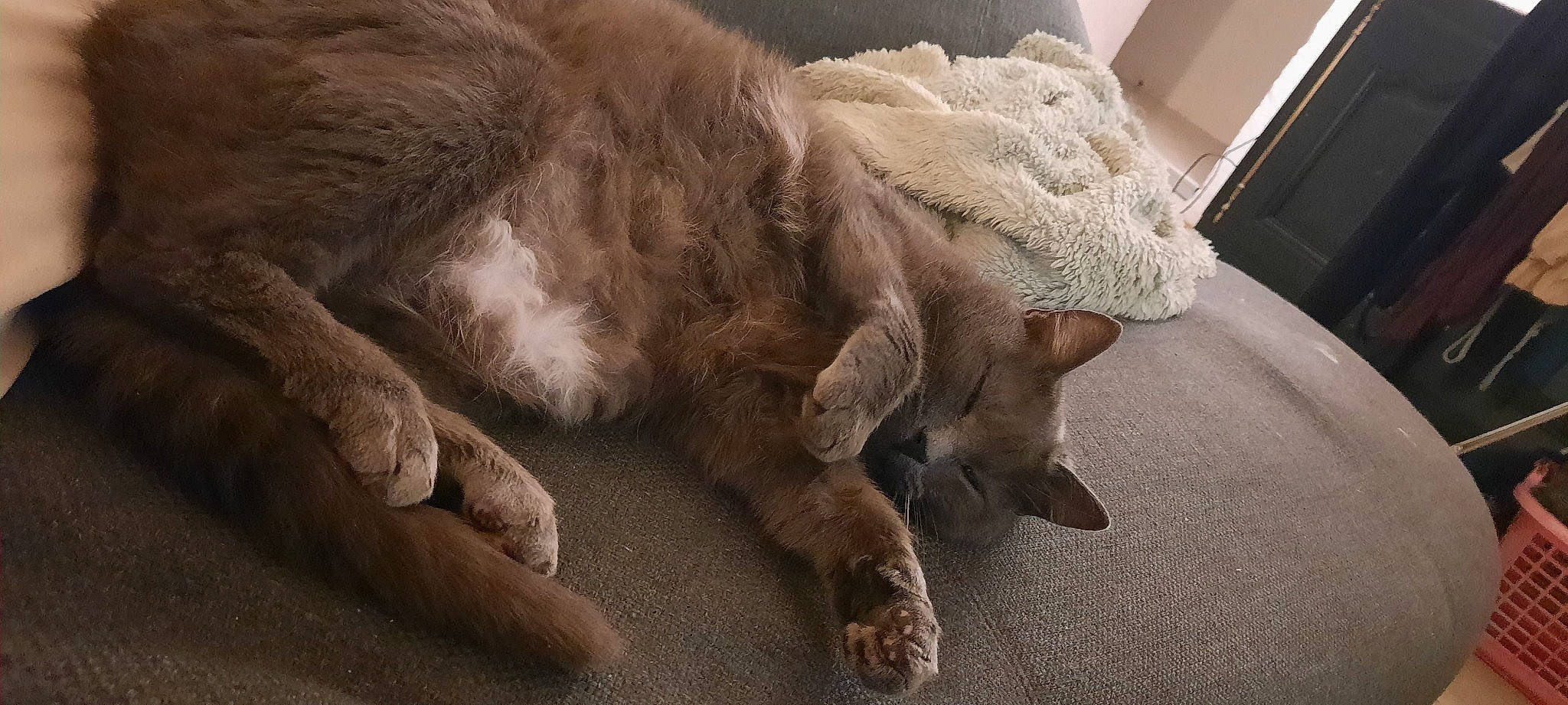 Eliot a rejoint le concours — aidez-le/la à gagner de superbes lots ! canidae, carpet, cat, claw, comfort, fawn, felidae, flooring, foot, fur, human_leg, nap, paw, small_to_medium_sized_cats, snout, sporting_group, tail, terrestrial_animal, whiskers, wood