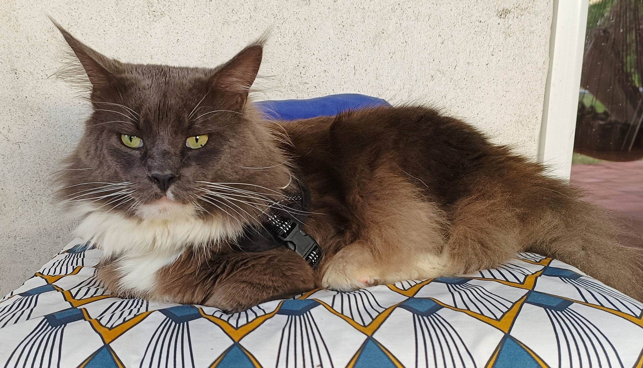 Ragnarok a rejoint le concours — aidez-le/la à gagner de superbes lots ! box, british_longhair, carnivore, cat, comfort, domestic_short_haired_cat, fawn, felidae, fur, grey, linens, pattern, paw, puzzle, rectangle, small_to_medium_sized_cats, snout, terrestrial_animal, whiskers, window