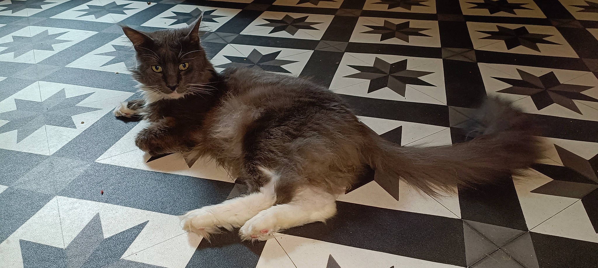 Ragnarok participe au concours pour gagner de l'argent avec cette photo : black_cat, carnivore, cat, comfort, domestic_short_haired_cat, fawn, felidae, floor, flooring, fur, grey, human_leg, mammal, metal, paw, road_surface, small_to_medium_sized_cats, snout, tail, whiskers