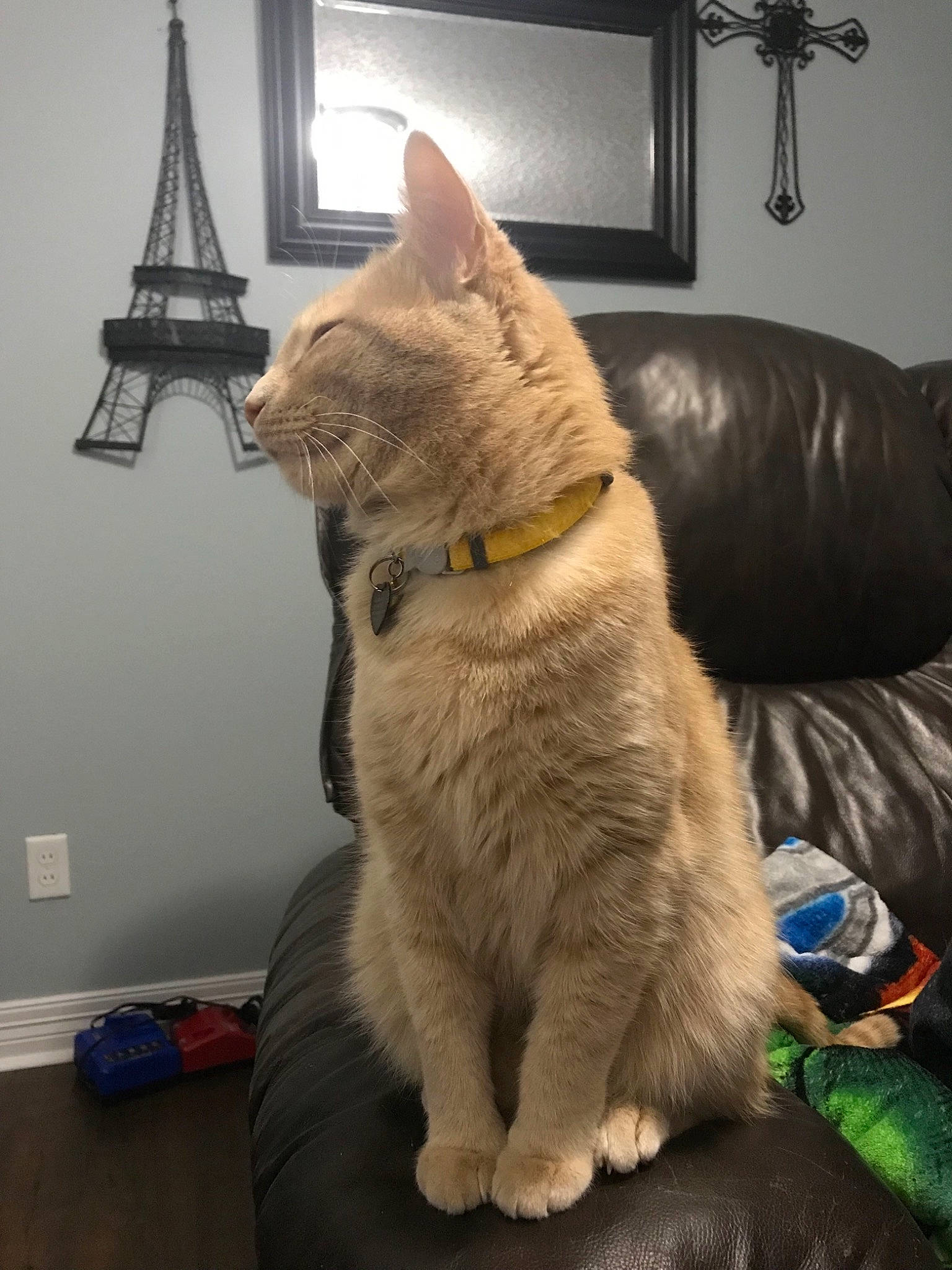 Fig joined the competition — help win amazing prizes! asian, canidae, carnivore, cat, domestic_short_haired_cat, european_shorthair, fawn, felidae, fur, mammal, paw, small_to_medium_sized_cats, tail, vertebrate, whiskers