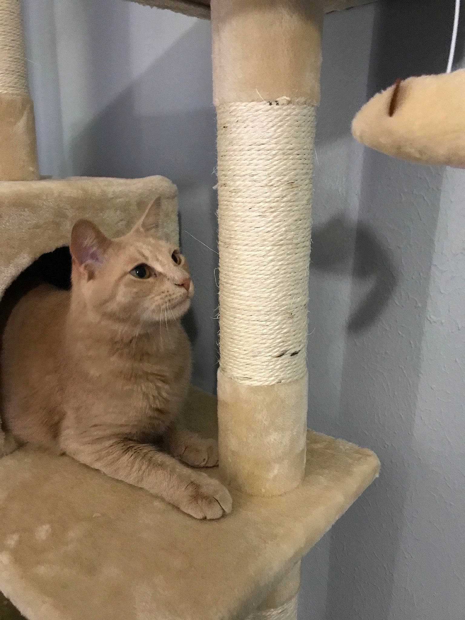 Fig joined the competition — help win amazing prizes! british_shorthair, carnivore, cat, cat_furniture, domestic_short_haired_cat, fawn, felidae, small_to_medium_sized_cats, whiskers