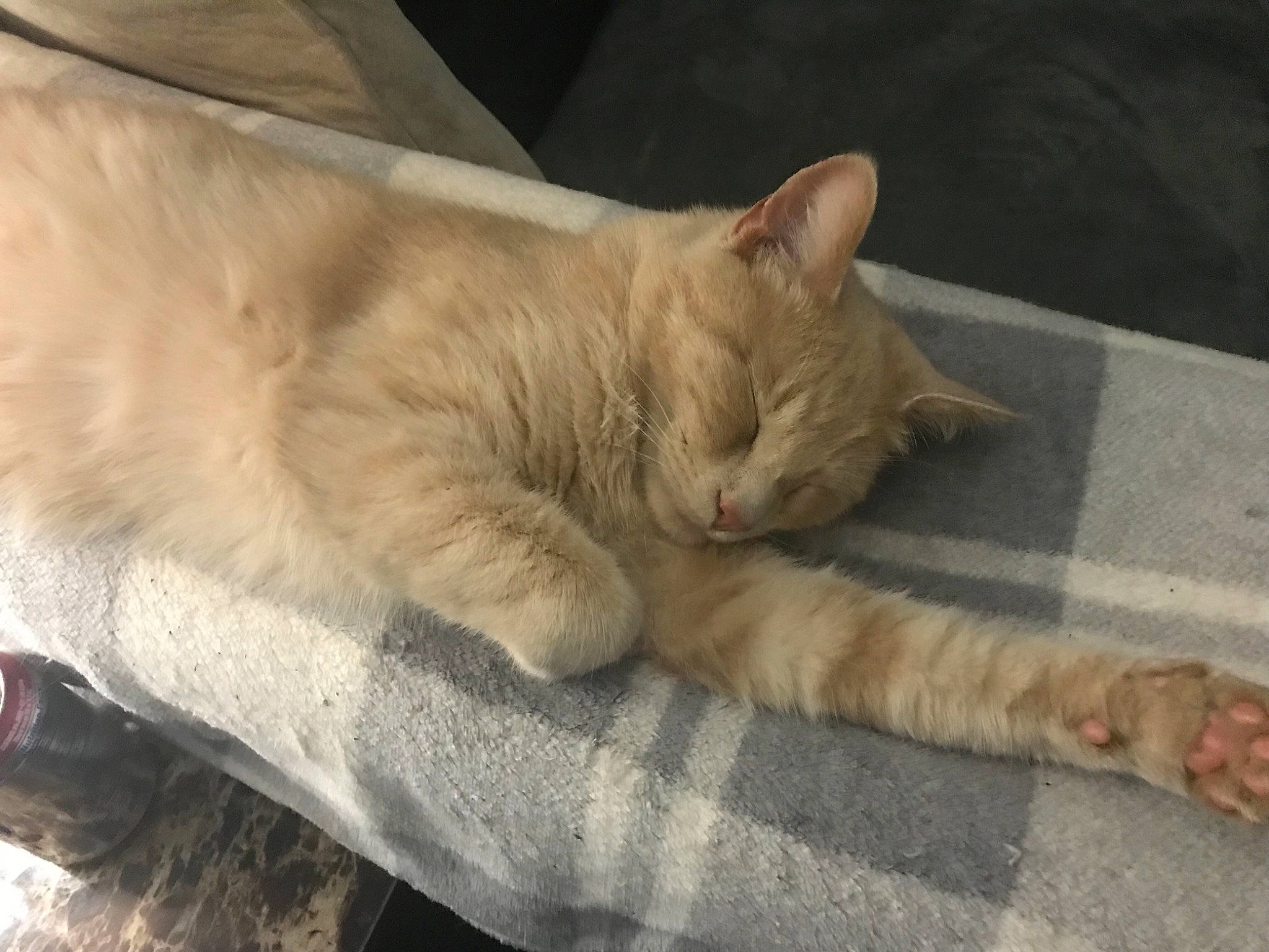 Fig joined the competition — help win amazing prizes! aegean_cat, arabian_mau, asian, carnivore, cat, claw, domestic_short_haired_cat, dragon_li, european_shorthair, fawn, felidae, fur, german_rex, mammal, nap, ojos_azules, paw, polydactyl_cat, small_to_medium_sized_cats, whiskers