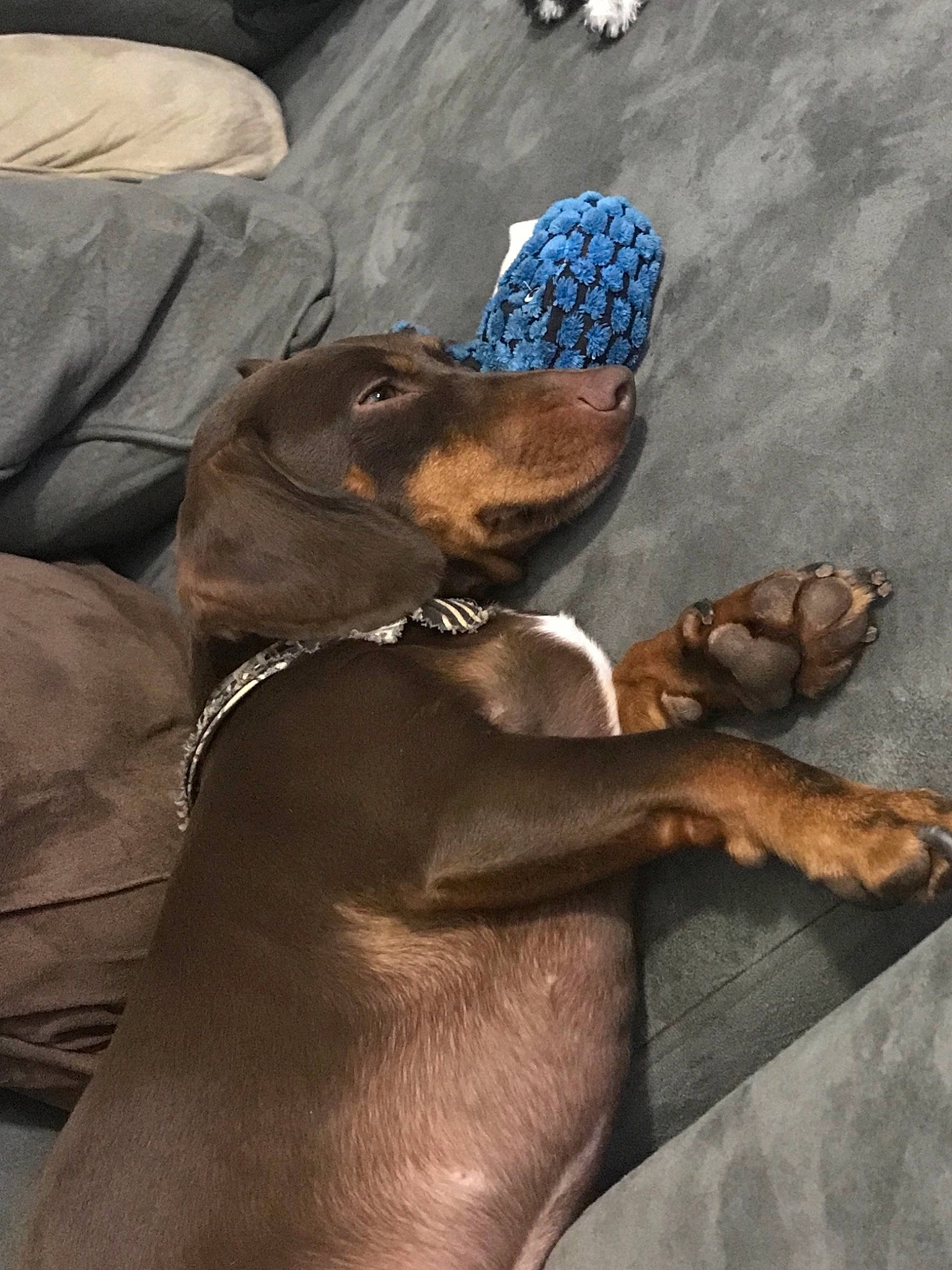 Buster joined the competition — help win amazing prizes! canidae, carnivore, companion_dog, coonhound, dog, dog_breed, fawn, guard_dog, redbone_coonhound