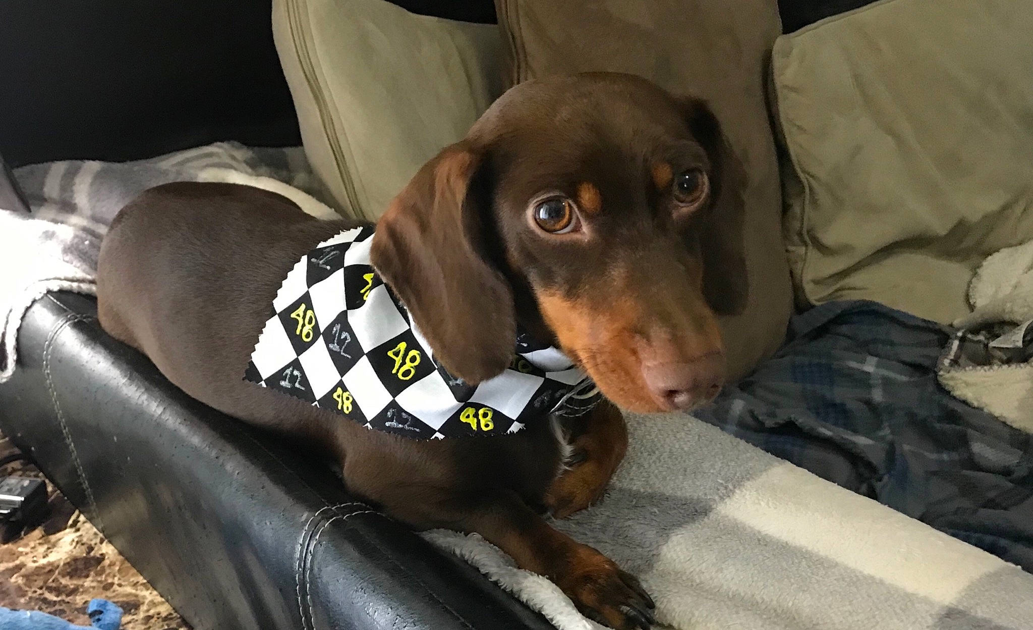 Buster joined the competition — help win amazing prizes! canidae, carnivore, dachshund, dog, dog_breed, guard_dog, hunting_dog, mammal, snout, sporting_group, tyrolean_hound, vertebrate, working_dog