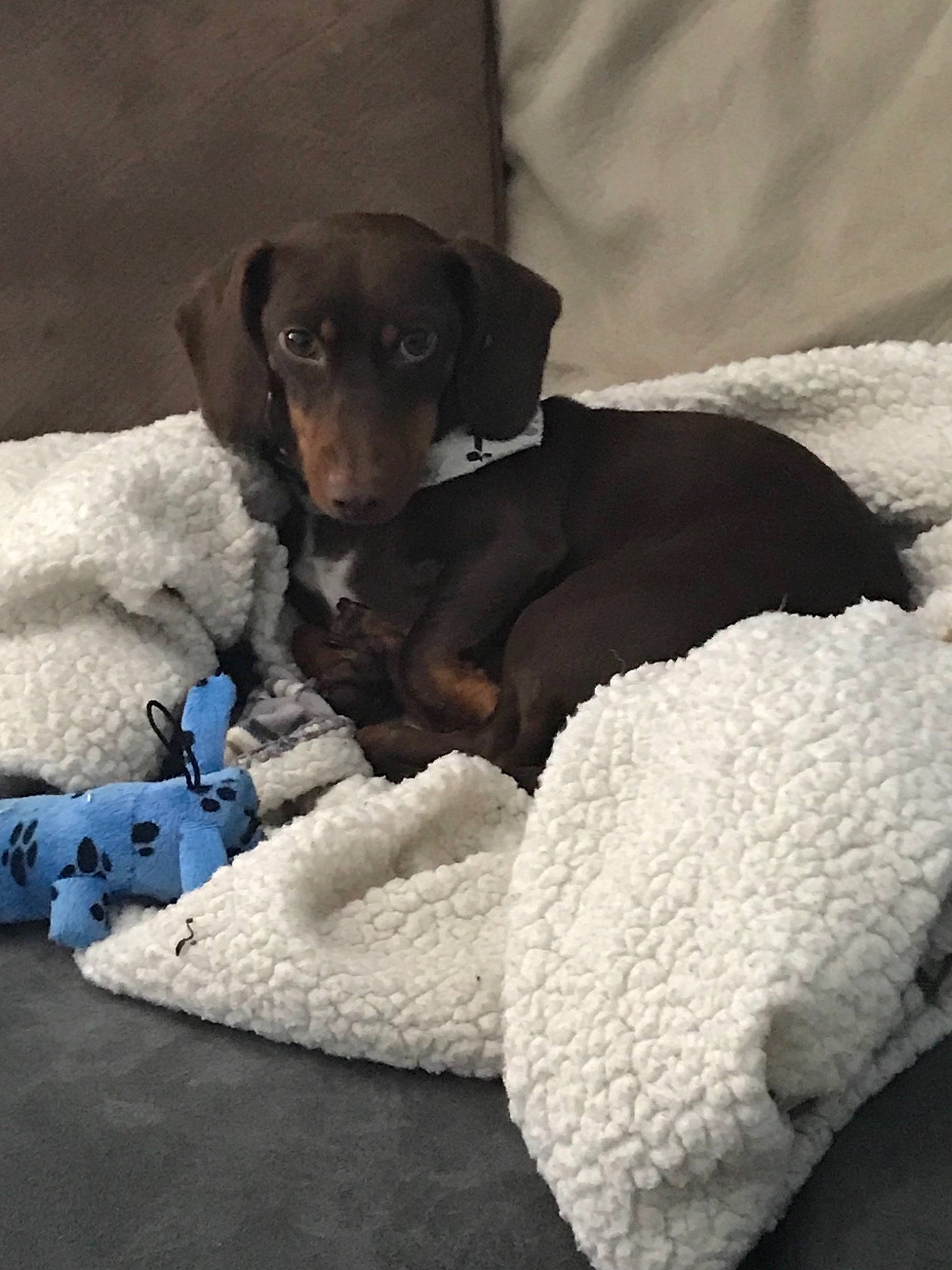 Buster is registered to the contest to win money with this photo: beagador, canidae, carnivore, dachshund, dog, dog_breed, hunting_dog, jagdterrier, puppy, smaland_hound, snout