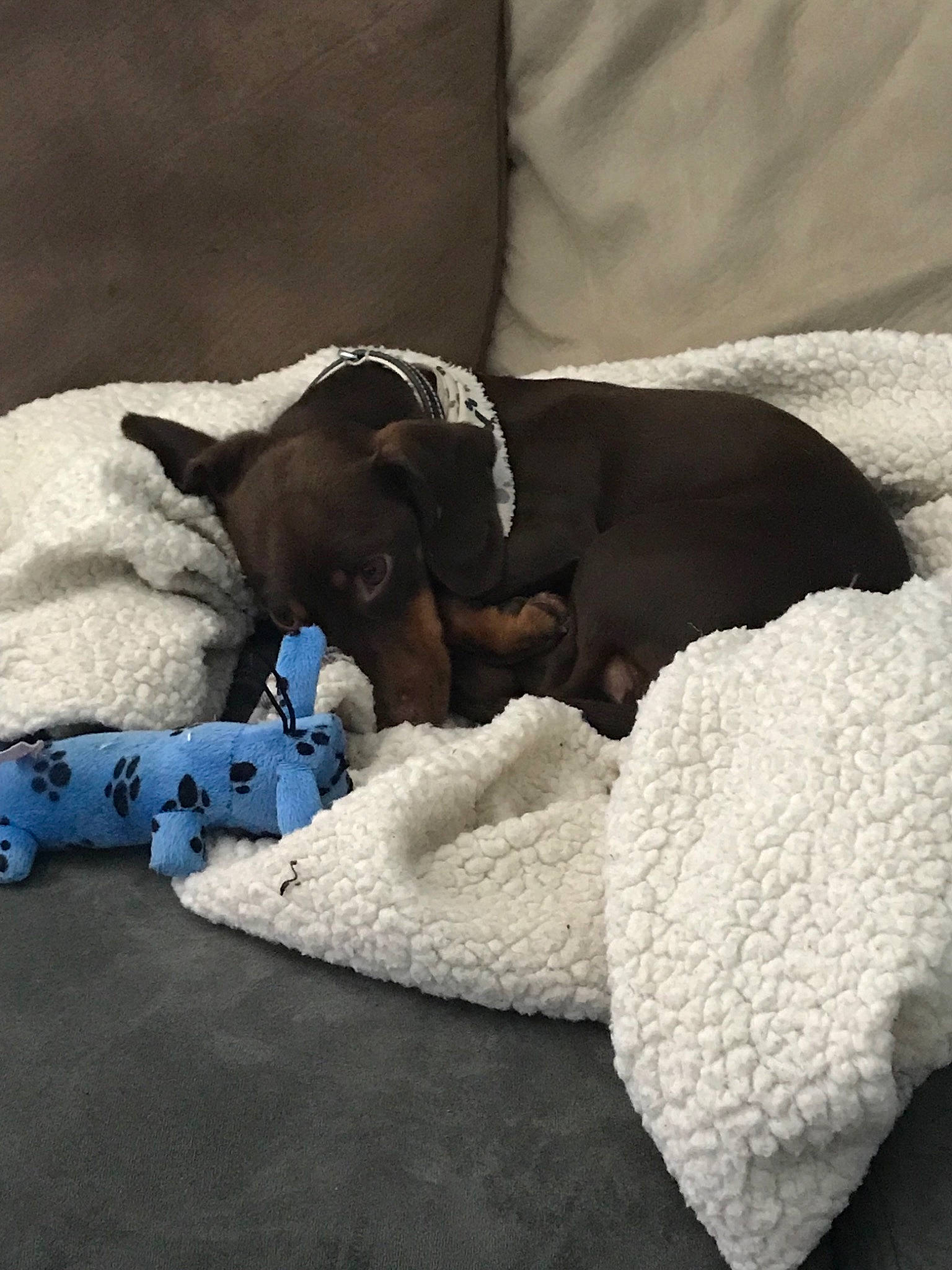 Buster is registered to the contest to win money with this photo: canidae, carnivore, comfort, dog, dog_bed, dog_breed, fawn, italian_greyhound, nap, pointer, puppy, snout, sporting_group