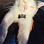 Melissa is registered to the contest to win money with this photo: cat, pet, animal, white_cat, yellow_eyes, pink_nose, whiskers, fur, collar, tag, indoor, hand, closeup, portrait, domestic_cat, feline, cute, looking_at_camera, black_and_white, holding