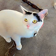 Melissa is registered to the contest to win money with this photo: cat, white_cat, yellow_eyes, black_markings, curious, pet, animal, concrete_floor, wooden_object, outdoor, looking_up, whiskers, ears, collar, domestic_cat, feline, closeup, floor, eyes, cute
