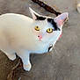 cat, white_cat, yellow_eyes, black_markings, curious, pet, animal, concrete_floor, wooden_object, outdoor, looking_up, whiskers, ears, collar, domestic_cat, feline, closeup, floor, eyes, cute