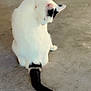 cat, white_cat, black_markings, tail, sitting, looking_down, concrete_floor, indoor, pet, animal, feline, quiet, alone, fur, whiskers, ears, floor, resting, domestic_cat, curious