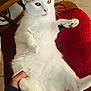 Melissa is registered to the contest to win money with this photo: cat, white_cat, black_markings, pet, animal, feline, indoor, red_cushion, hand, relaxed, cute, fur, paw, whiskers, ears, tongue, tile_floor, chair_leg, domestic, resting