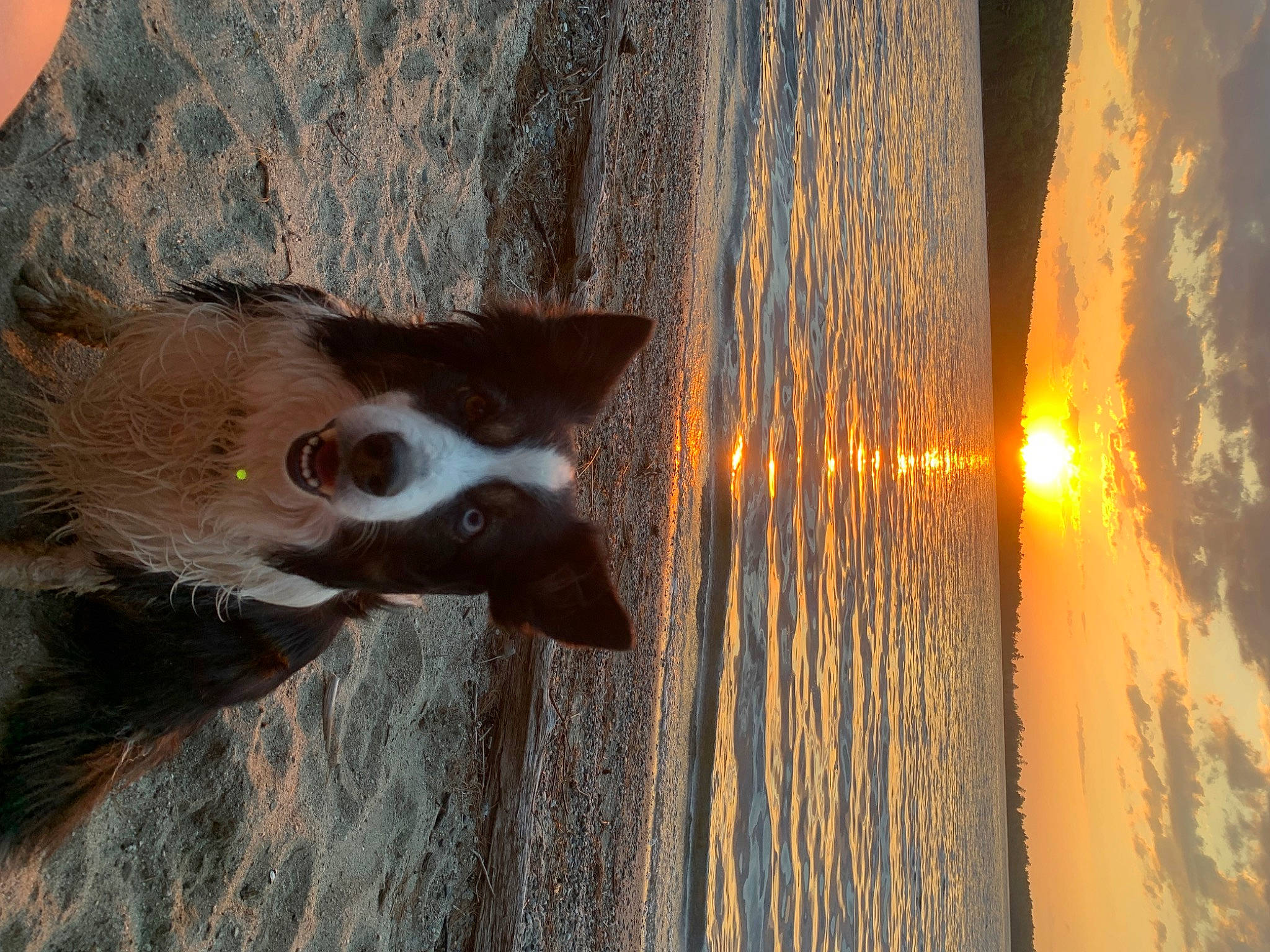 Tessa joined the competition — help win amazing prizes! bat, beach, carnivore, dog_breed, felidae, fur, heat, lake, light, sculpture, shadow, sky, tail, terrestrial_animal, tints_and_shades, tree, water, whiskers, window, wood