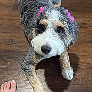 June is registered to the contest to win money with this photo: dog, puppy, fluffy, groomed, curly_hair, pink_bows, pet, animal, portrait, lying_down, hardwood_floor, indoor, home, face, eyes, nose, paws, tail, human_foot, cute