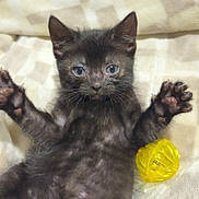 Obsidian joined the competition — help win amazing prizes! kitten, cat, black_cat, pet, animal, cute, feline, paw, toy, yellow_toy, blanket, soft, fur, whiskers, playful, indoor, young, small, relaxed, resting