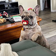 Sugar Baby joined the competition — help win amazing prizes! dog, french_bulldog, indoor, living_room, couch, table, pacifier, funny, pet, animal, wood_floor, remote_control, blanket, collar, toy, home, furniture, cute, playful, ears