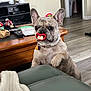 dog, french_bulldog, indoor, living_room, couch, table, pacifier, funny, pet, animal, wood_floor, remote_control, blanket, collar, toy, home, furniture, cute, playful, ears