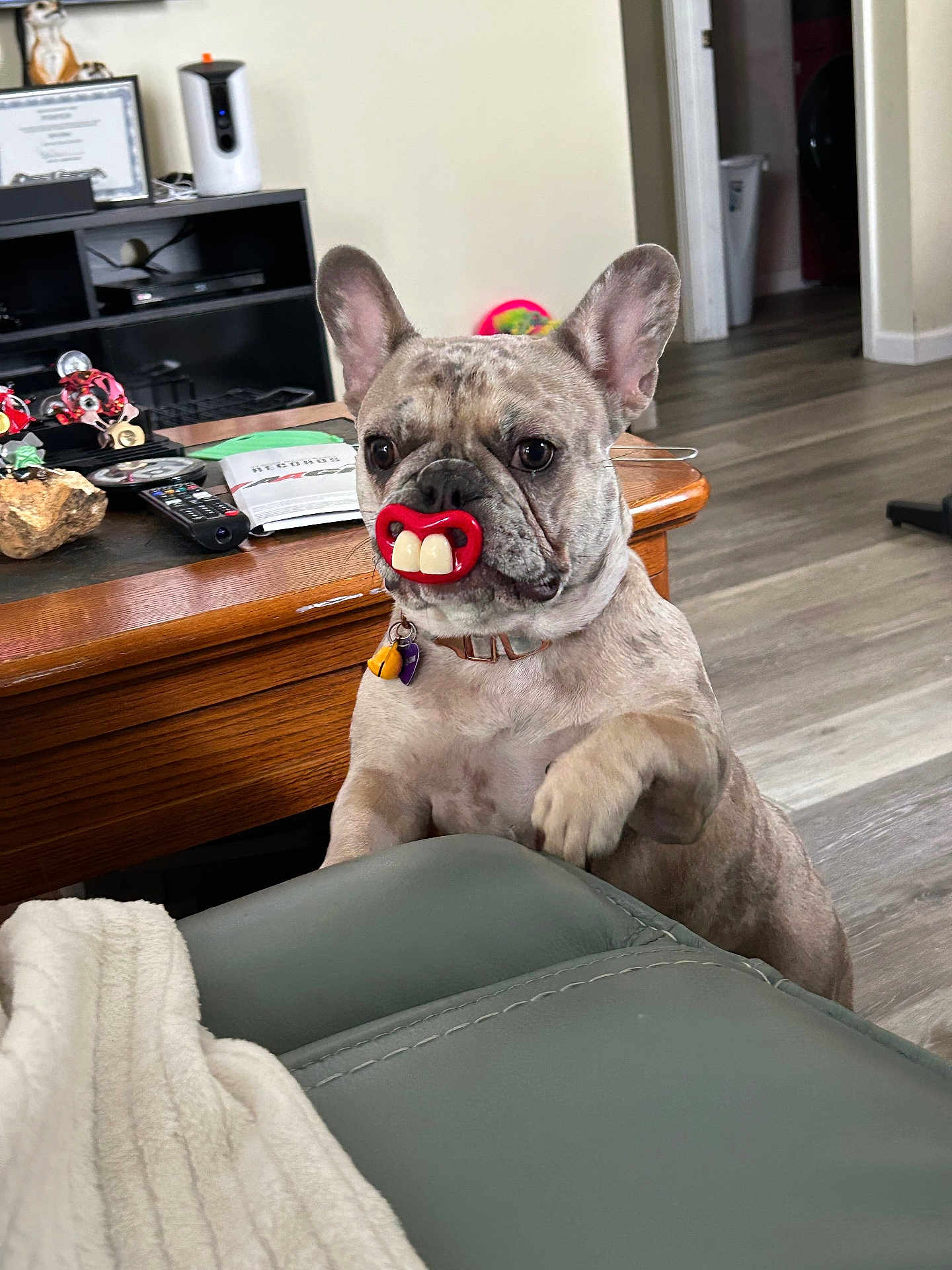 Sugar Baby joined the competition — help win amazing prizes! dog, french_bulldog, indoor, living_room, couch, table, pacifier, funny, pet, animal, wood_floor, remote_control, blanket, collar, toy, home, furniture, cute, playful, ears