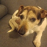 Shadow participe au concours pour gagner de l'argent avec cette photo : dog, pet, sofa, couch, indoor, close_up, portrait, brown_and_white, paw, nose, face, ears, eyes, whiskers, relaxed, sitting, domestic, furniture, cute, looking_at_camera
