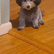 Koko joined the competition — help win amazing prizes! affenpinscher, animal, canine, cockerspaniel, dog, hardwood, hound, indoors, interiordesign, pet, plywood, poodle, puppy, stainedwood, terrier, wood