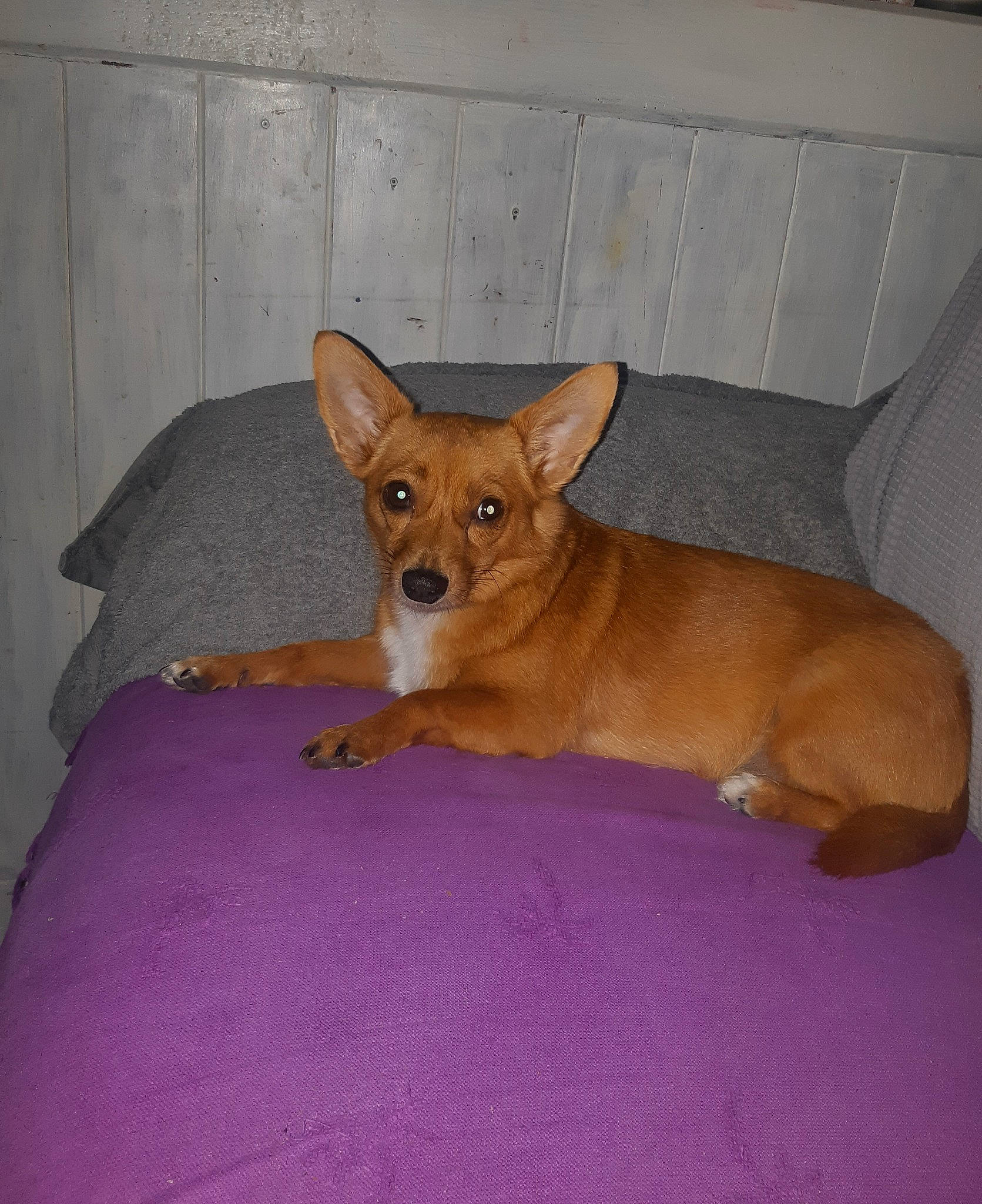 Olympia a rejoint le concours — aidez-le/la à gagner de superbes lots ! canidae, carnivore, chihuahua, comfort, companion_dog, dog, dog_bed, dog_breed, dog_supply, fawn, flooring, fur, furniture, snout, sporting_group, tail, terrestrial_animal, toy_dog, whiskers, working_animal