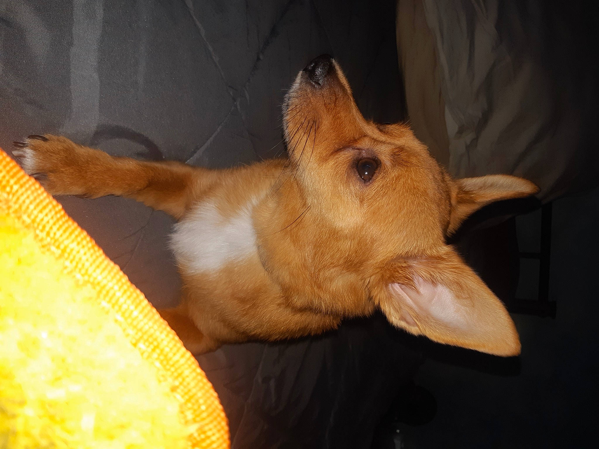 Olympia a rejoint le concours — aidez-le/la à gagner de superbes lots ! canidae, carnivore, comfort, companion_dog, dog, dog_breed, ear, fawn, fur, liver, non_sporting_group, paw, sporting_group, tail, terrestrial_animal, whiskers