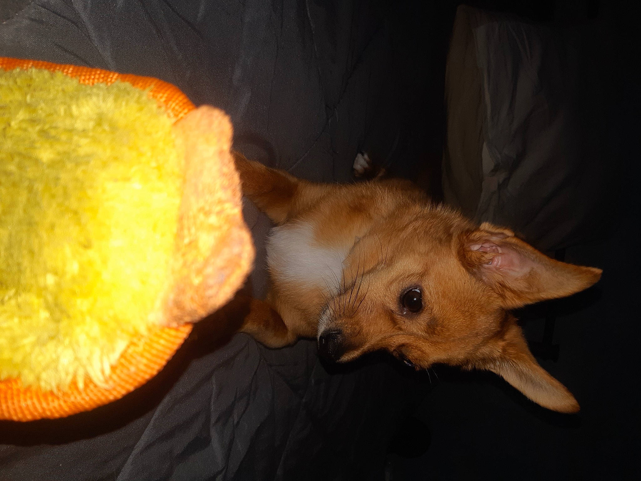 Olympia participe au concours pour gagner de l'argent avec cette photo : canidae, carnivore, companion_dog, dog, dog_breed, fawn, food, fruit, fur, ingredient, jaw, paw, plant, produce, snout, sporting_group, tail, terrestrial_animal, tree, whiskers