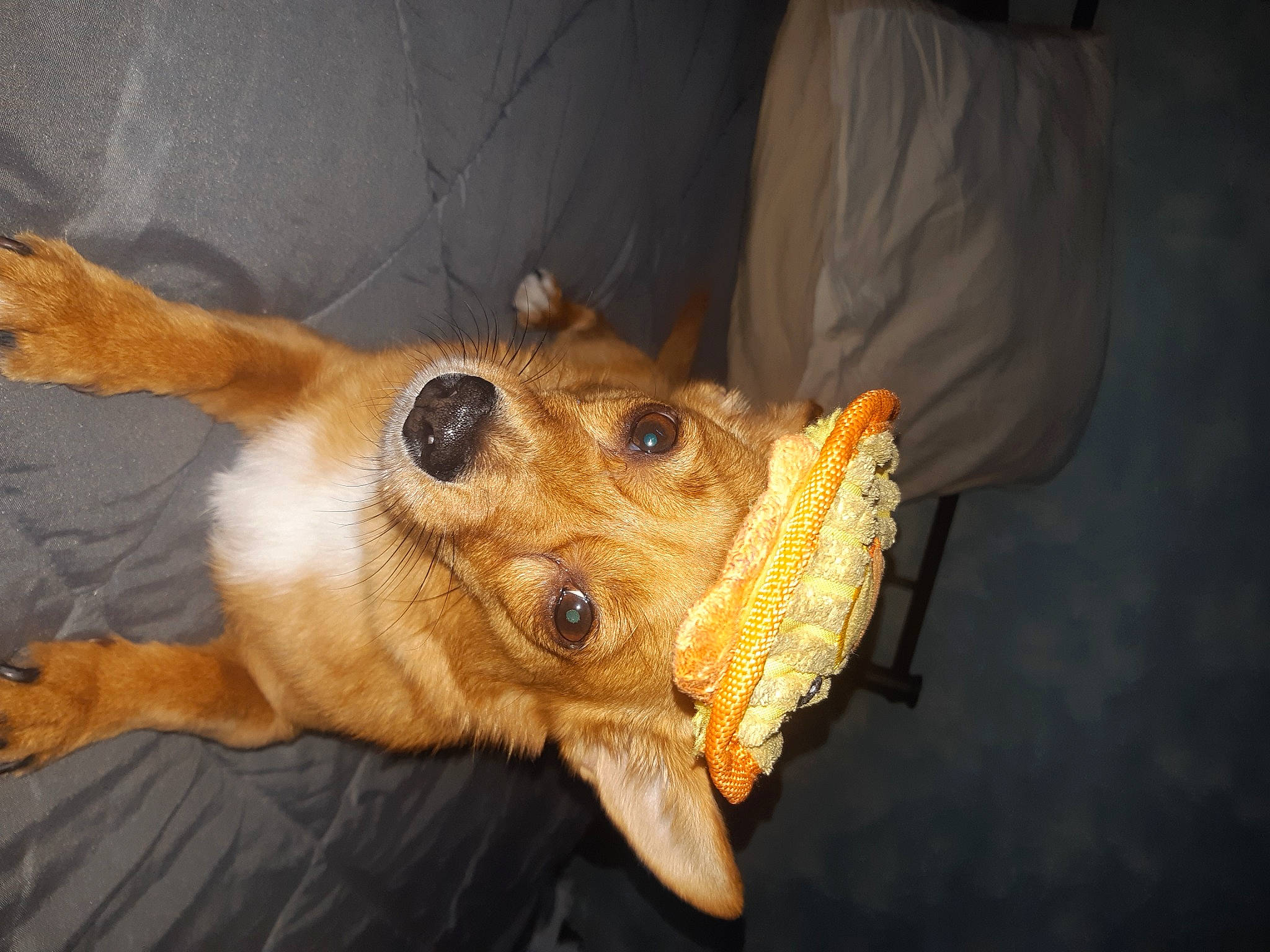 Olympia participe au concours pour gagner de l'argent avec cette photo : canidae, carnivore, companion_dog, dog, dog_breed, ear, fawn, fur, guard_dog, jaw, paw, snout, sporting_group, terrestrial_animal, whiskers, wildlife, working_animal