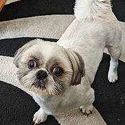 Billy a rejoint le concours — aidez-le/la à gagner de superbes lots ! dog, pet, small_dog, curious, indoor, carpet, black_and_white, toy, plush, bed, fur, cute, animal, looking_up, floor, paw, tail, companion, domestic, mammal