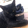 air_max, animal, black_cat, car, cat, close_up, cute, daylight, feline, fur, outdoor, paw, pet, relaxed, resting, shoe, sleepy, sneaker, tile_floor, whiskers