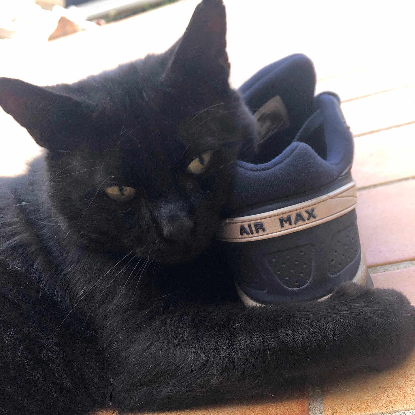 Mion a rejoint le concours — aidez-le/la à gagner de superbes lots ! air_max, animal, black_cat, car, cat, close_up, cute, daylight, feline, fur, outdoor, paw, pet, relaxed, resting, shoe, sleepy, sneaker, tile_floor, whiskers