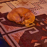 Chancie joined the competition — help win amazing prizes! cat, orange_cat, sleeping, curled_up, rug, patterned_rug, indoor, cozy, pet, feline, resting, warm_colors, floor, domestic_cat, fur, animal, quiet, peaceful, home, relaxation