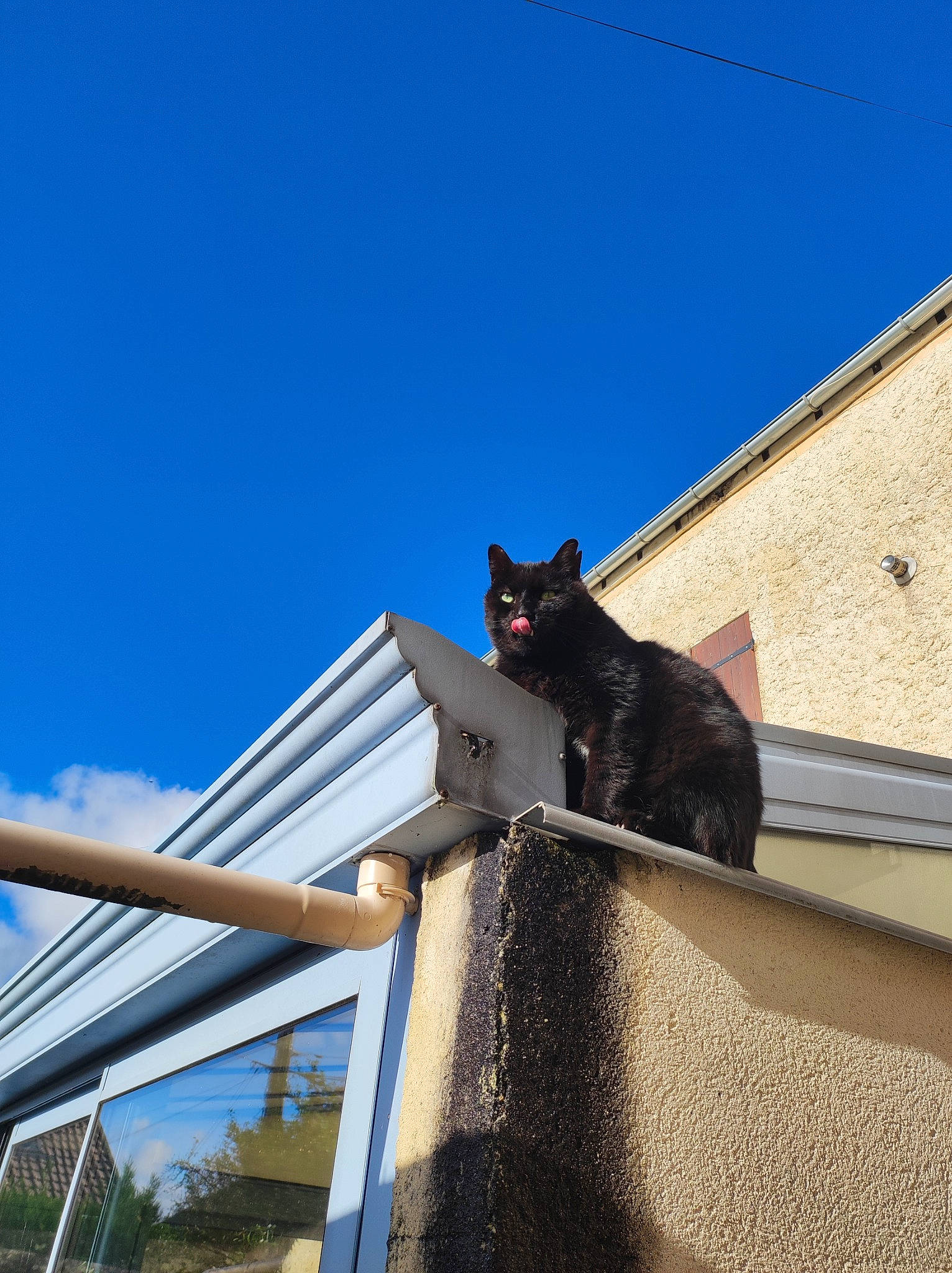 Noun a rejoint le concours — aidez-le/la à gagner de superbes lots ! building, carnivore, cat, cloud, daylighting, domestic_short_haired_cat, facade, felidae, house, roof, shade, shadow, sky, small_to_medium_sized_cats, snout, stairs, tail, tints_and_shades, tree, whiskers