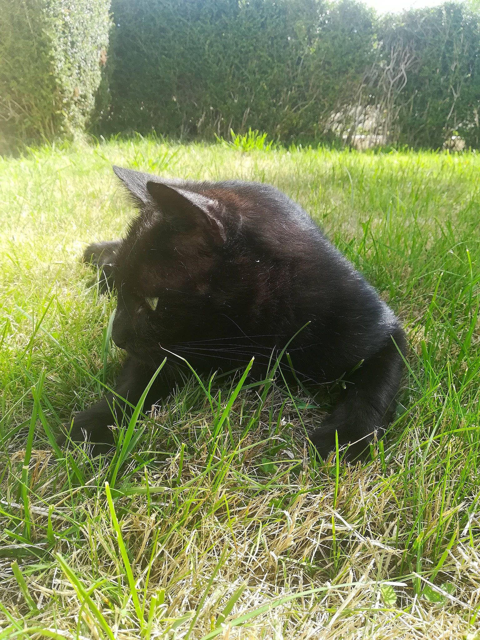 Noun participe au concours pour gagner de l'argent avec cette photo : american_black_bear, bear, canidae, carnivore, cat, dog_breed, domestic_short_haired_cat, felidae, fur, grass, grassland, groundcover, pasture, plant, small_to_medium_sized_cats, snout, sporting_group, tail, terrestrial_animal, tree