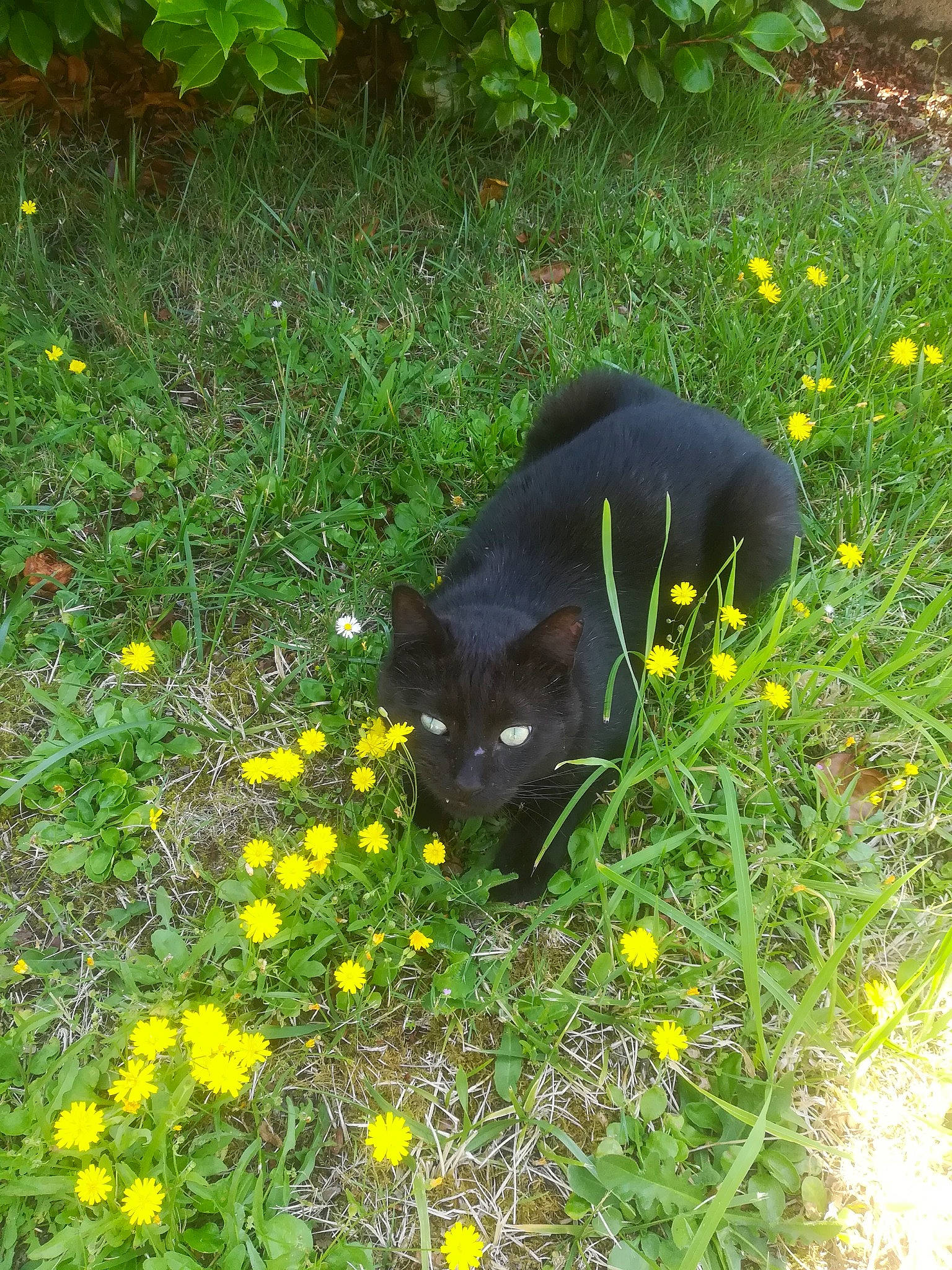 Noun a rejoint le concours — aidez-le/la à gagner de superbes lots ! annual_plant, carnivore, cat, dog_breed, domestic_short_haired_cat, felidae, flower, flowering_plant, grass, grassland, groundcover, herbaceous_plant, hierochloe, meadow, plant, shrub, small_to_medium_sized_cats, tail, terrestrial_animal, wildflower