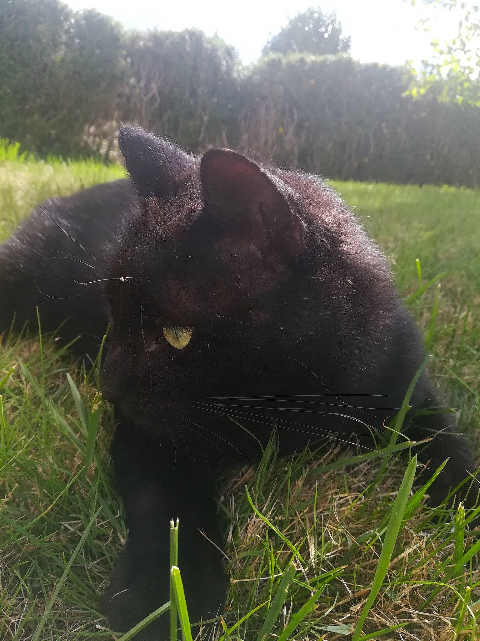 Noun a rejoint le concours — aidez-le/la à gagner de superbes lots ! carnivore, cat, felidae, fur, grass, grassland, landscape, light, pasture, plant, sky, small_to_medium_sized_cats, snout, tail, terrestrial_animal, tree, whiskers, wildlife, working_animal