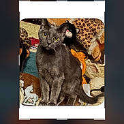 Veevee is registered to the contest to win money with this photo: animal, blanket, cat, clutter, crop_ui, editing_screen, figurine, grey_cat, home_decor, indoor, leopard_print, pet, plush_toy, portrait, screenshot, sitting, smartphone_ui, stuffed_animal, toys, yellow_eyes