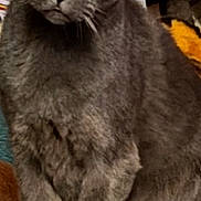 Veevee is registered to the contest to win money with this photo: animal, background, cat, close_up, colorful, curious, cute, domestic_animal, feline, fur, gray_cat, indoor, pet, plush_toy, portrait, sitting, soft_toys, stuffed_animal, whiskers, yellow_eyes