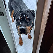 Bj Or George is registered to the contest to win money with this photo: animal, attentive, begging, black_and_tan, close_up, dog, door_frame, doorway, eyes, looking_up, nose, outdoor, paws, pet, portrait, rottweiler, snow, snow_on_face, snowy_ground, winter