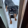 animal, attentive, begging, black_and_tan, close_up, dog, door_frame, doorway, eyes, looking_up, nose, outdoor, paws, pet, portrait, rottweiler, snow, snow_on_face, snowy_ground, winter