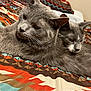cat, grey_cat, two_cats, feline, pet, indoor, bed, blanket, patterned_blanket, resting, animal, fur, whiskers, ears, closeup, side_by_side, domestic_cat, cute, relaxed, companion