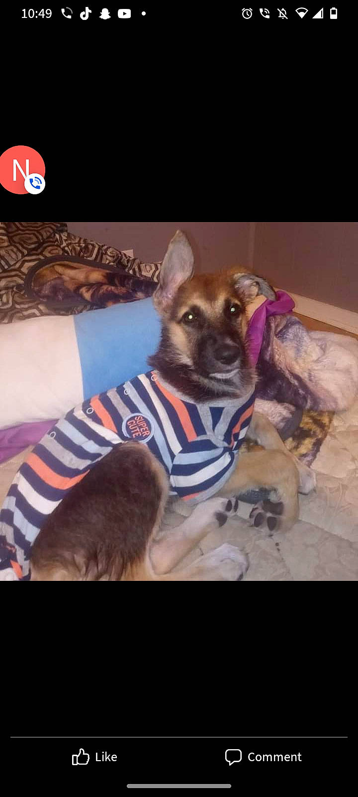 Chase is registered to the contest to win money with this photo: canidae, carnivore, companion_dog, dog, dog_breed, dog_clothes, dog_collar, dog_supply, electric_blue, fawn, fur, non_sporting_group, pattern, paw, pet_supply, sleeve, snout, sporting_group, toy_dog, working_animal