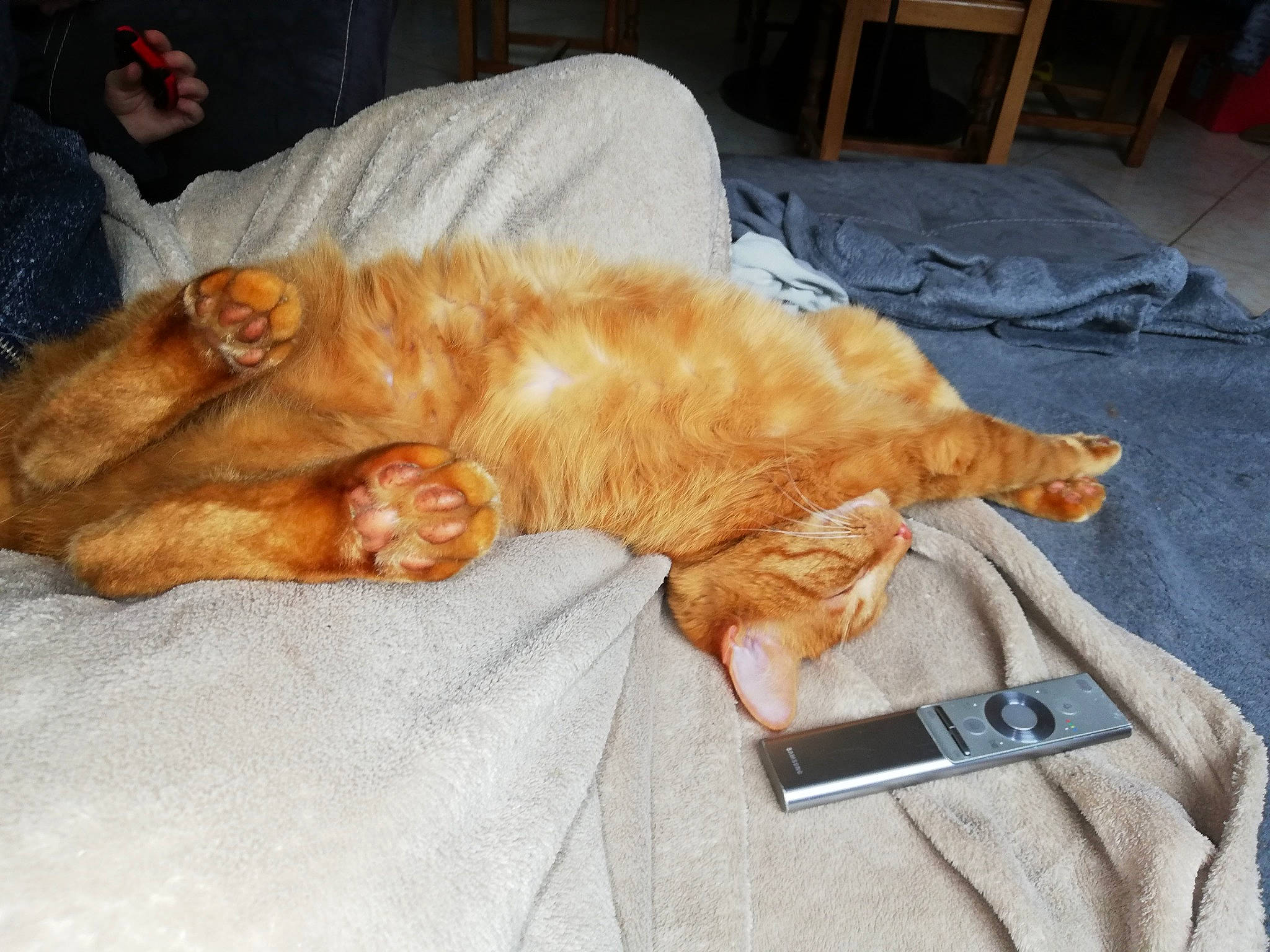 Tatouil a rejoint le concours — aidez-le/la à gagner de superbes lots ! carnivore, cat, claw, ear, felidae, fur, nap, paw, sleep, small_to_medium_sized_cats, tail, whiskers