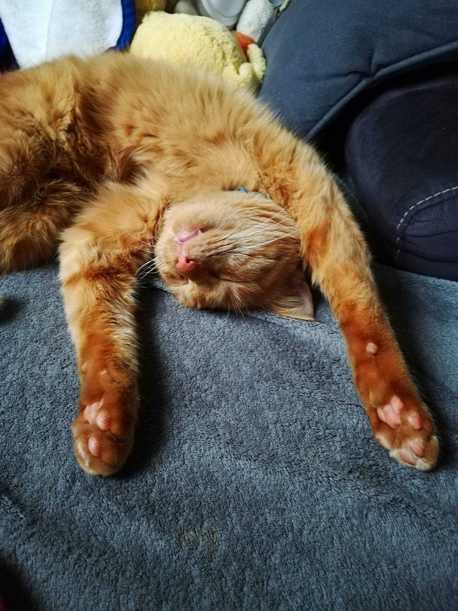 Tatouil a rejoint le concours — aidez-le/la à gagner de superbes lots ! carnivore, cat, claw, ear, european_shorthair, eye, felidae, foot, fur, german_rex, kitten, leg, paw, polydactyl_cat, sleep, small_to_medium_sized_cats, snapshot, tabby_cat, tail, whiskers