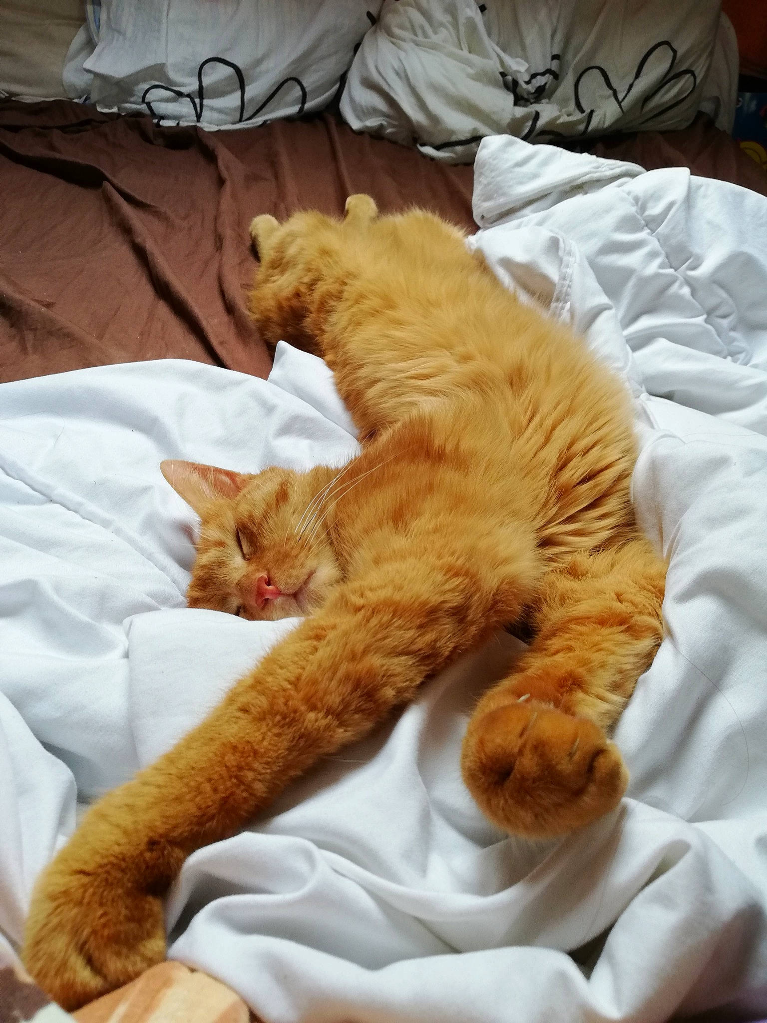 Tatouil participe au concours pour gagner de l'argent avec cette photo : carnivore, cat, claw, comfort, european_shorthair, fawn, felidae, fur, nap, organism, paw, sleep, small_to_medium_sized_cats, tabby_cat, tail, whiskers